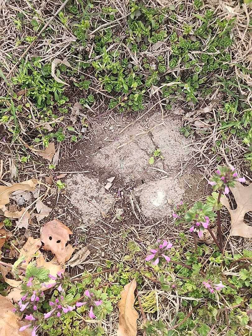 Baby Helm Kamp's grave. Photo 1