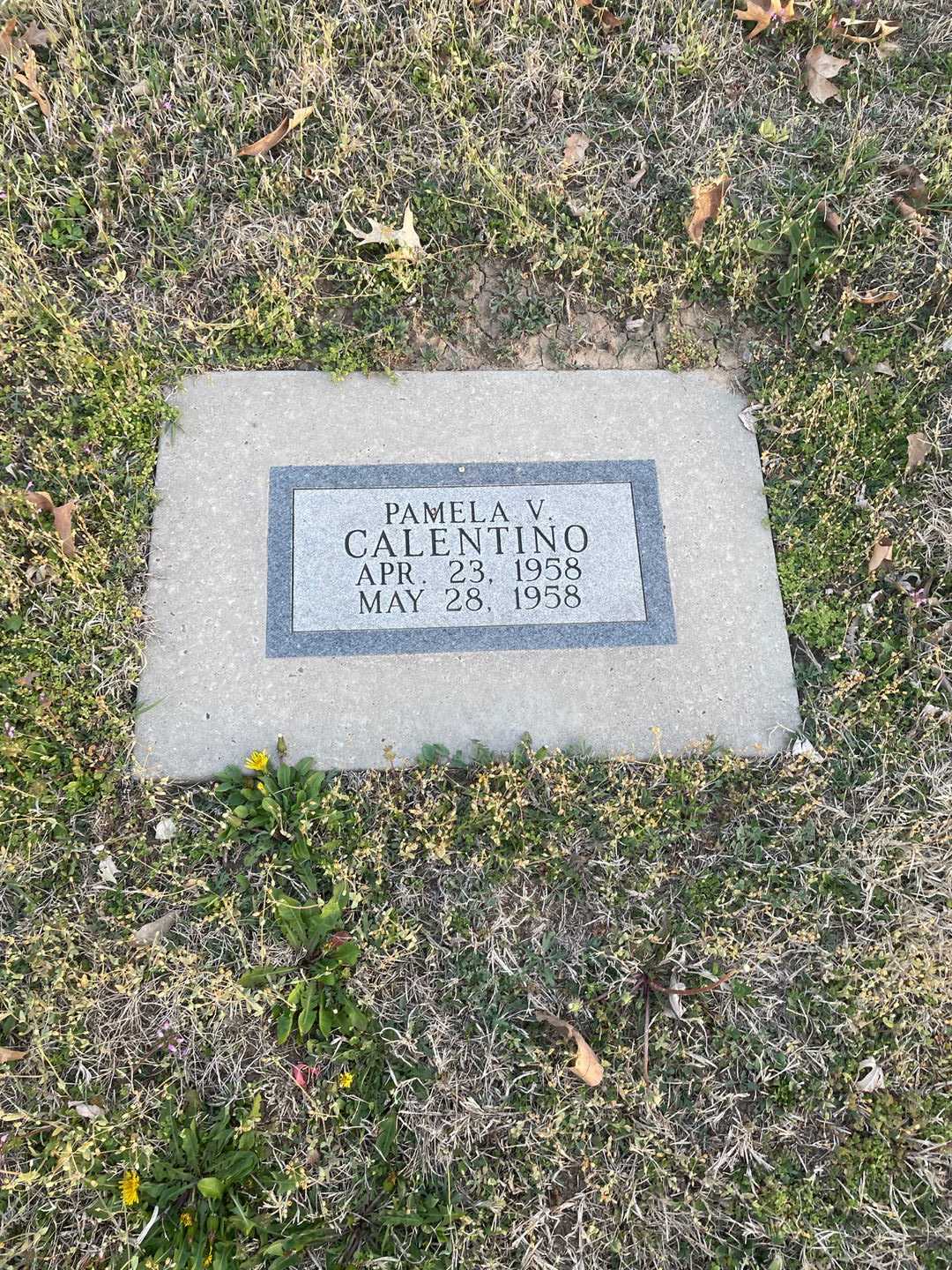 Pamela V. Calentino's grave. Photo 1